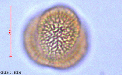 Draba hallii - lame n° 29069